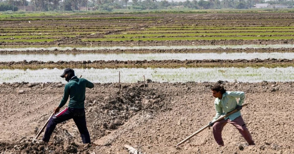 Iraq rice farmers return to fields, but drought risk remains