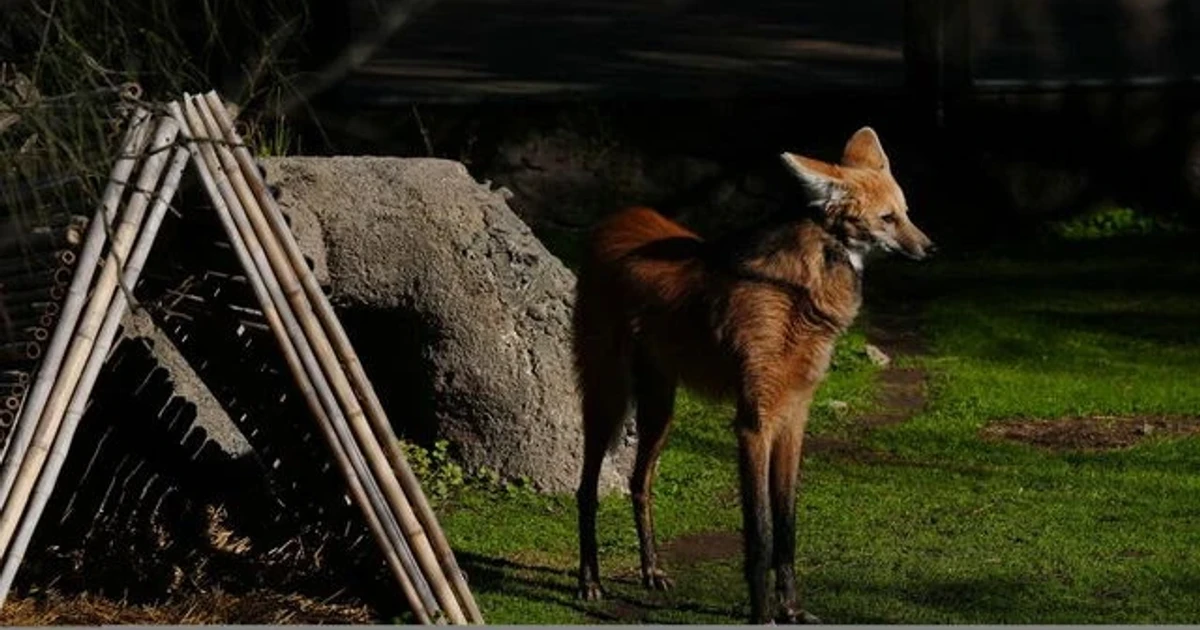 Argentina to return rescued maned wolf siblings to the wild