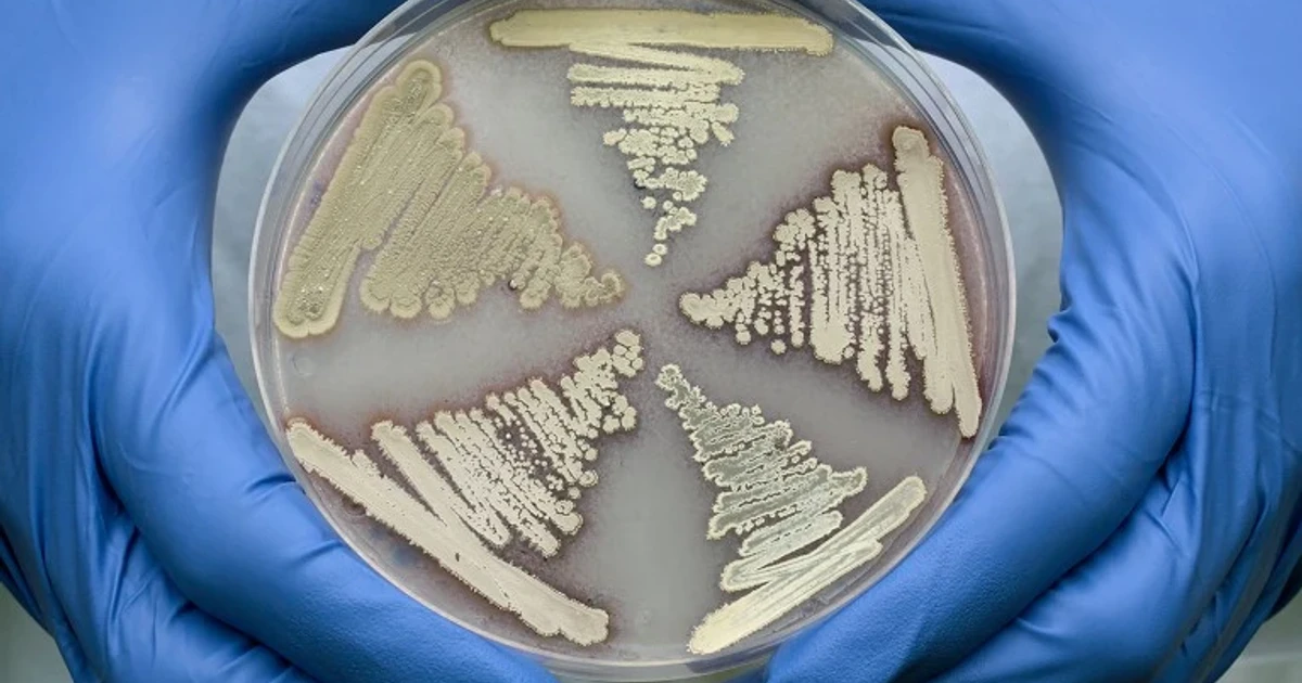 Four Streptomyces antibiotics may outsmart drug-resistant bacteria