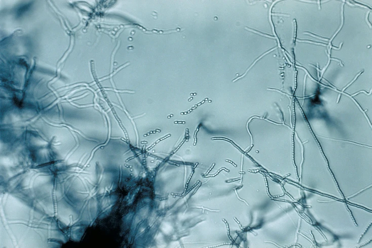 Streptomyces — Wikimedia Commons