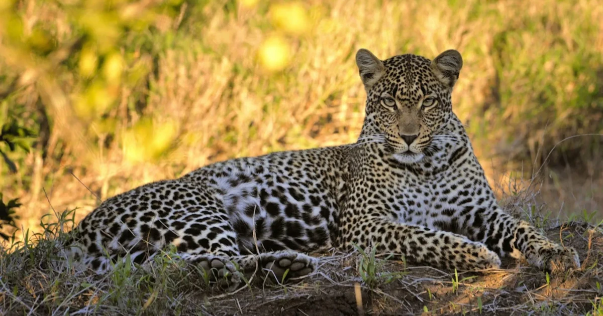 Cape leopards prove genetically distinct after 20,000 years of isolation