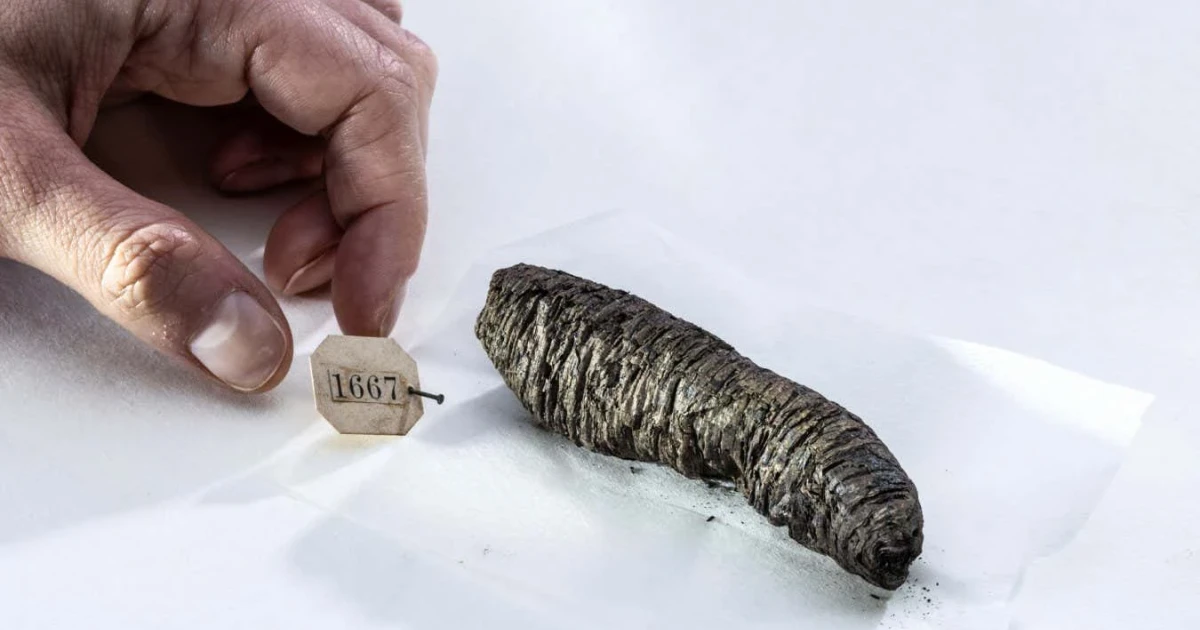 AI deciphers full text of carbonized Herculaneum scroll