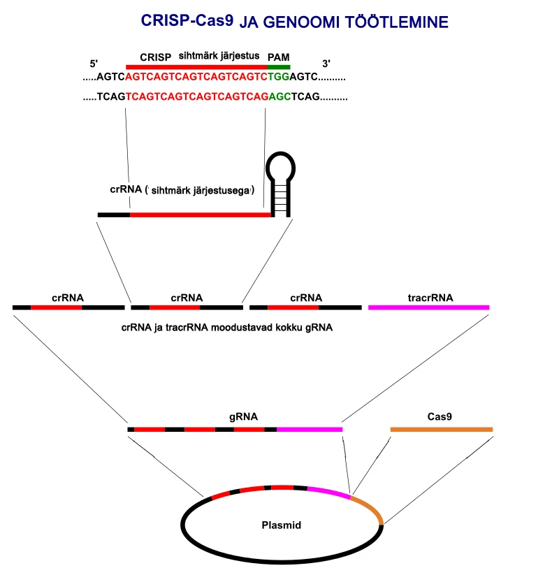 CRISPR — Wikimedia Commons