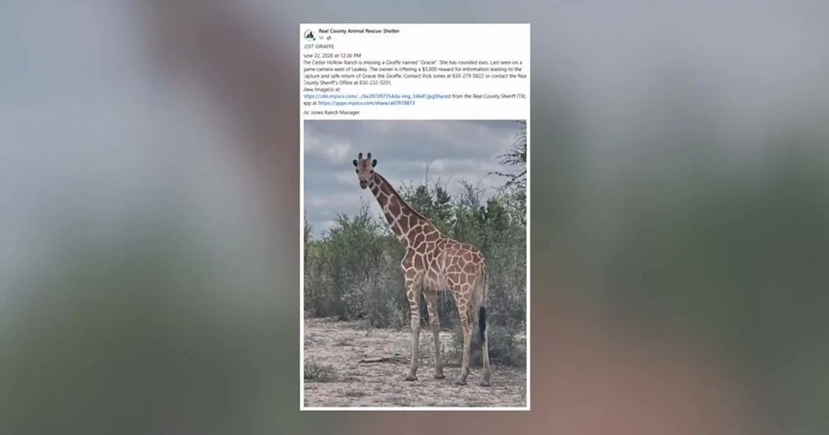 Giraffe found safe after two weeks roaming Texas Hill Country