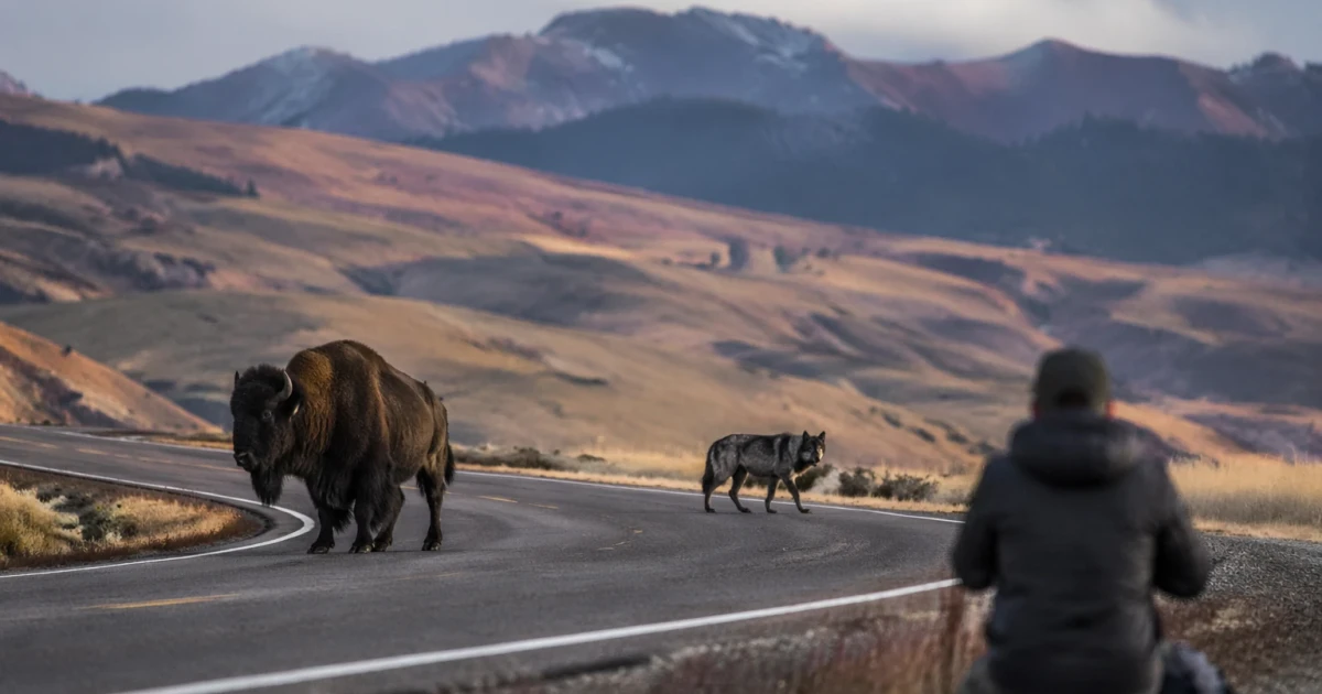 Photographer Tom Murphy explores Yellowstone’s wildlife and preservation efforts