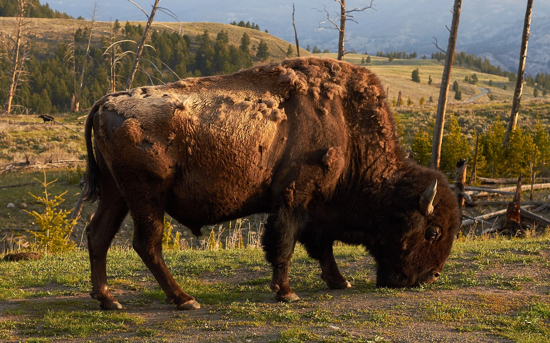 Yellowstone National Park — Wikimedia Commons