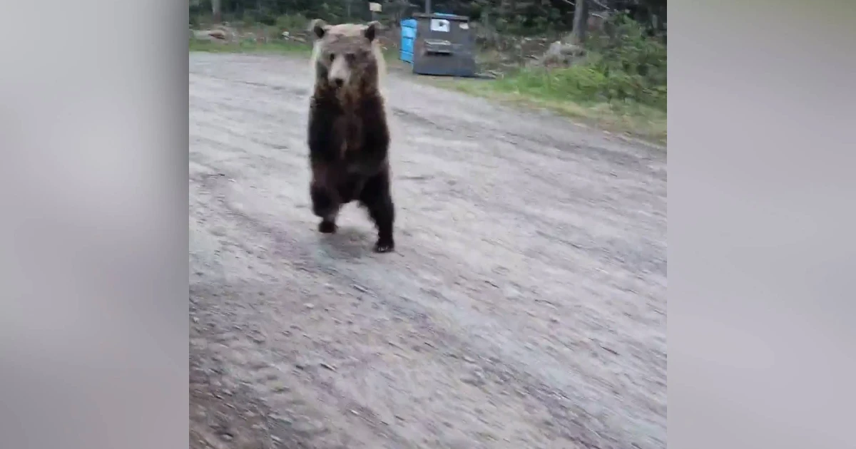 Grizzly bear circles woman and dog near Alberta campsite