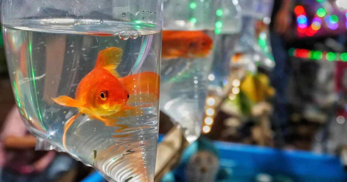Released goldfish can destabilize freshwater ecosystems, study warns