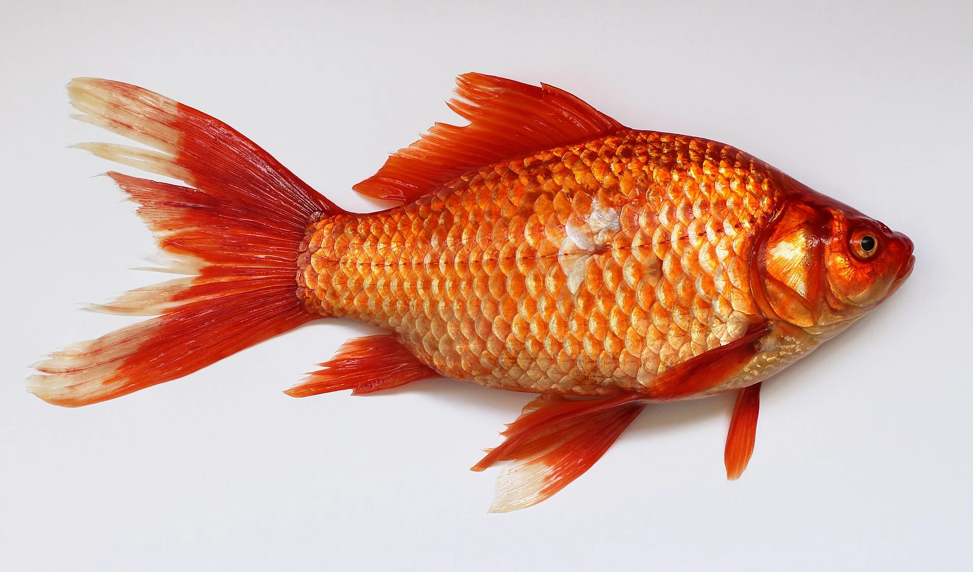 Goldfish — Wikimedia Commons