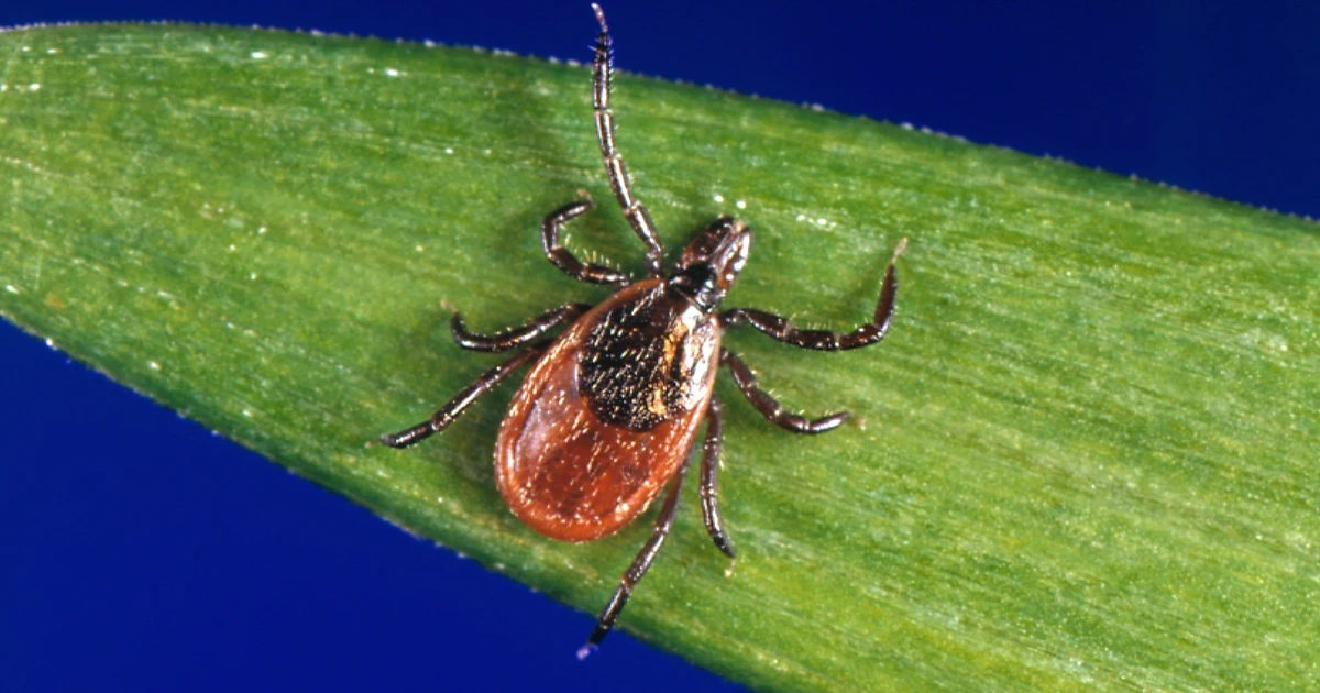 Rare Powassan virus cases rise as tick season intensifies in the U.S.