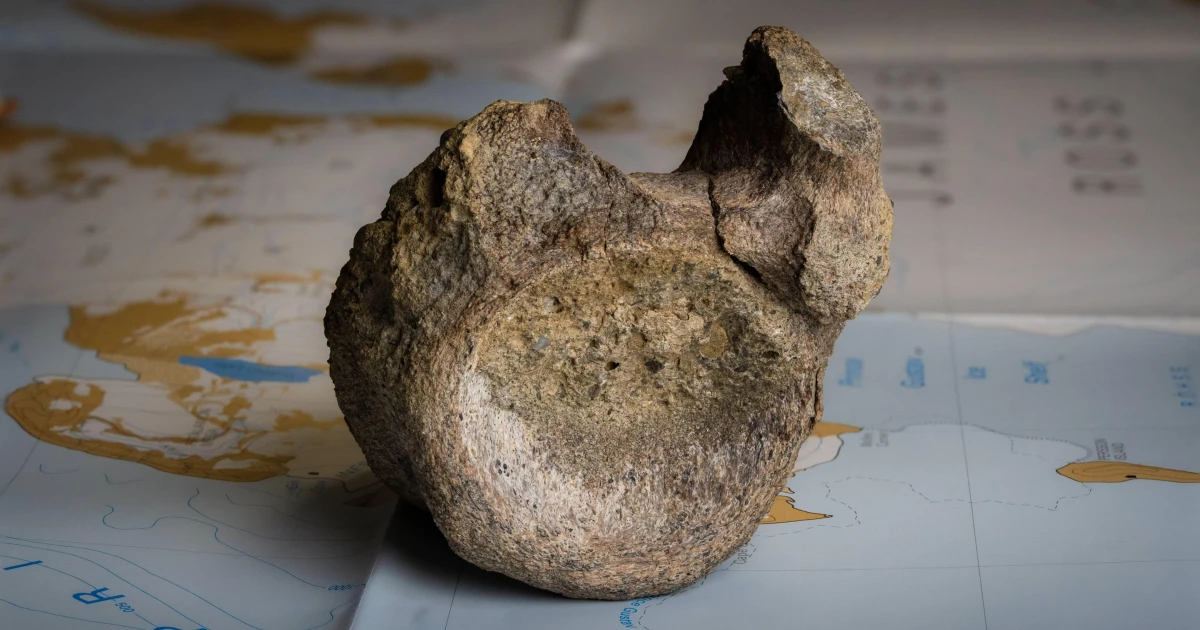 Antarctica fossil reclassified as first dinosaur bone ever found there