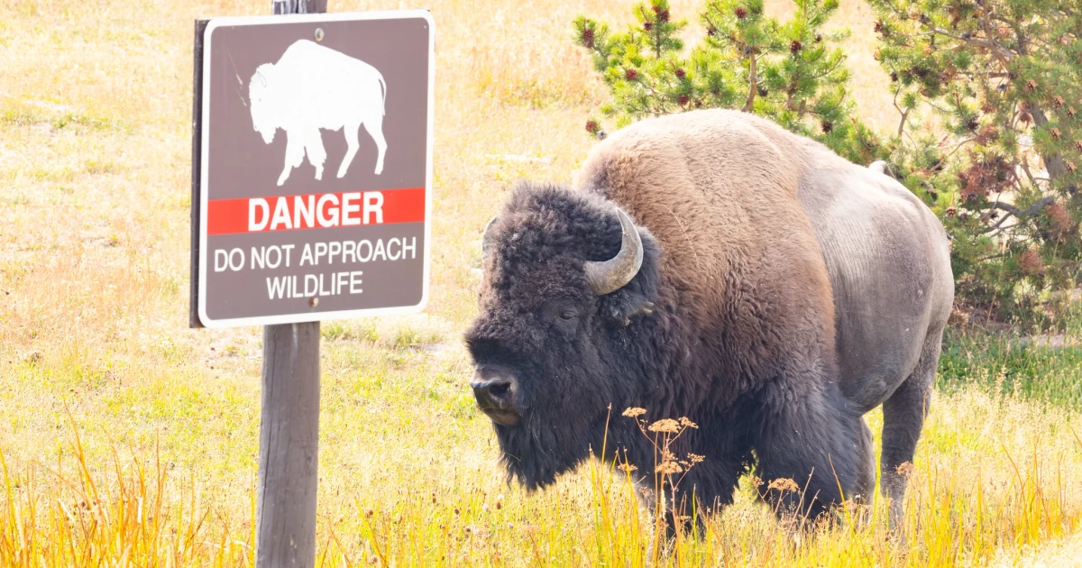 12-year-old injured by bison at Yellowstone National Park