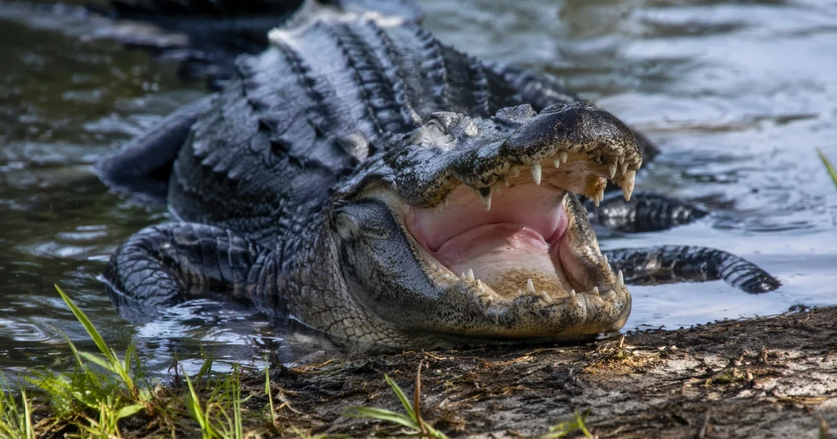 Florida sees surge in alligator attacks as Mexico crocodile kills man