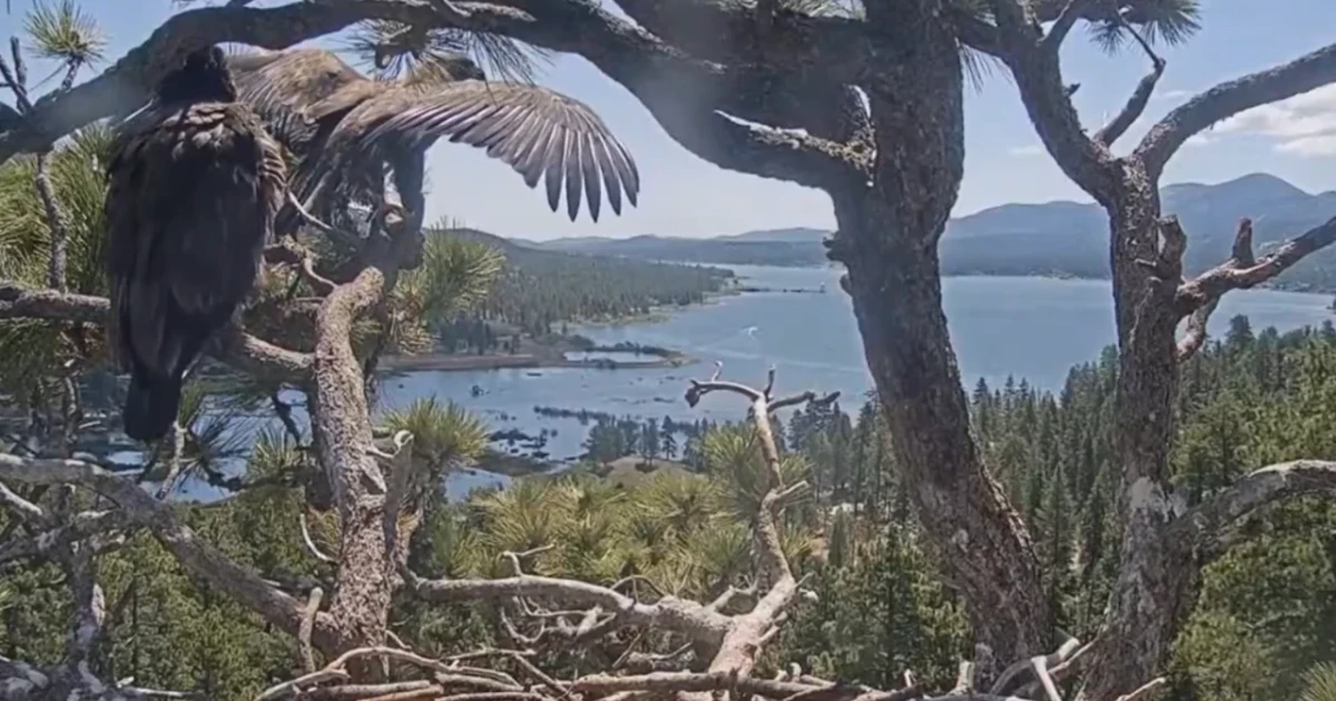 Juvenile bald eagle Luna takes first flight from Big Bear nest cam