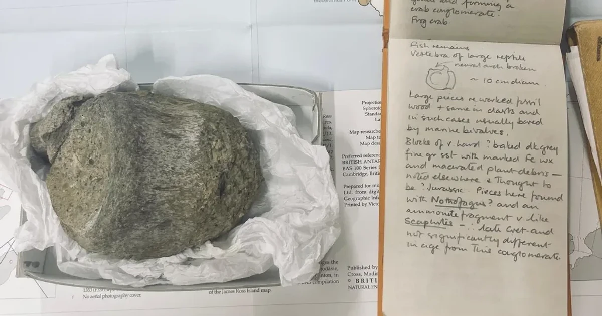 Antarctica's first dinosaur bone identified after 40 years in a drawer