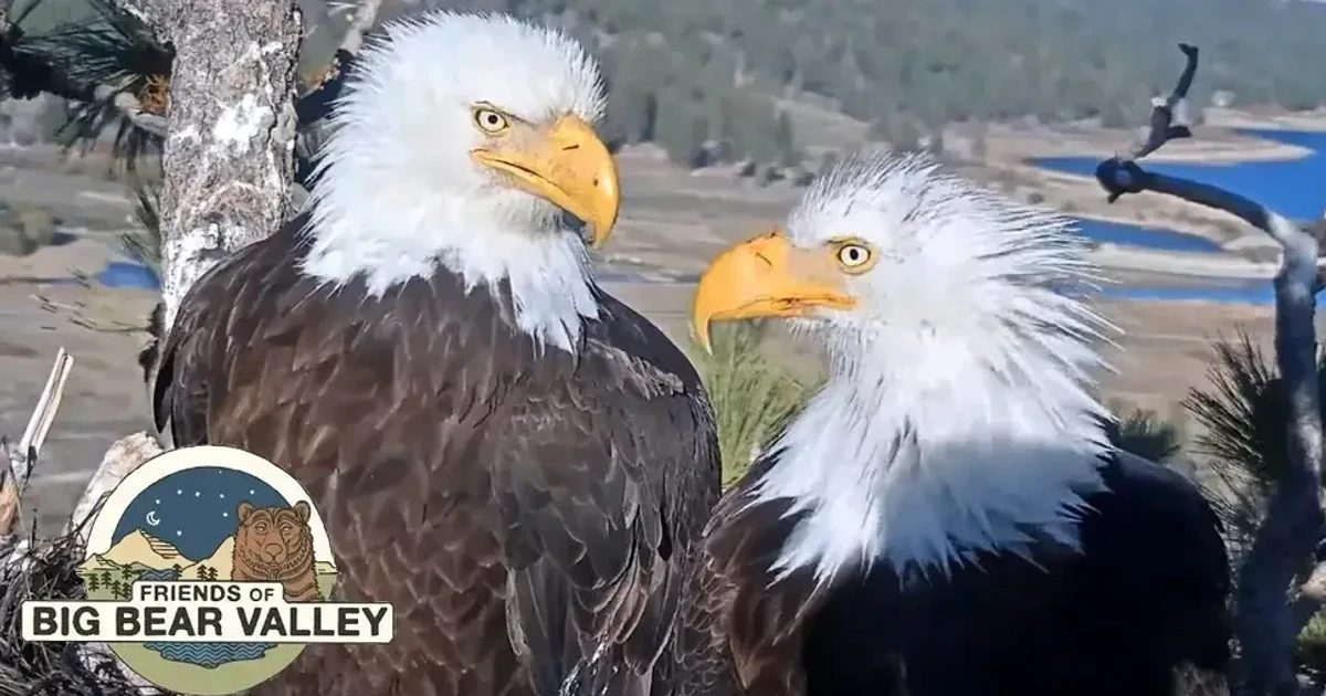 Big Bear eagle eaglet falls from nest as sibling fledges