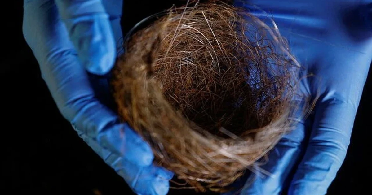 Ukraine war leaves fibre-optic cable in birds' nests, reshapes nature