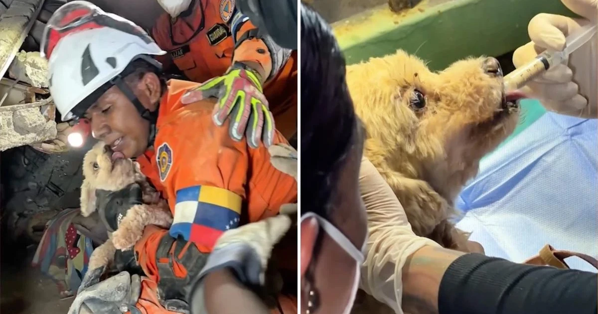 Rescue team pulls puppy from rubble five days after Venezuela quakes