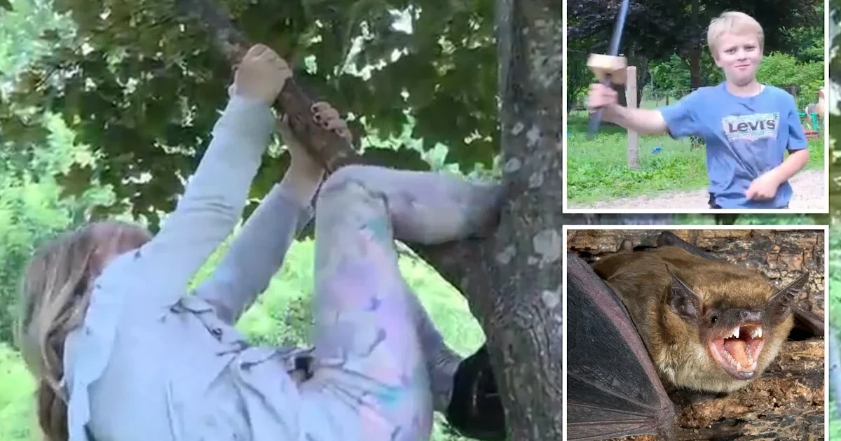 Wisconsin girl bitten by rabid bat while playing outside home