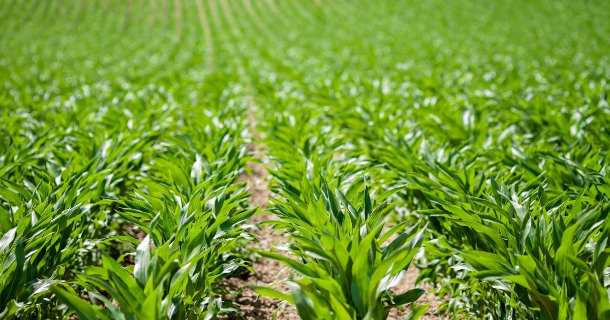 Bayer consolidates U.S. glyphosate business into Ruveon unit