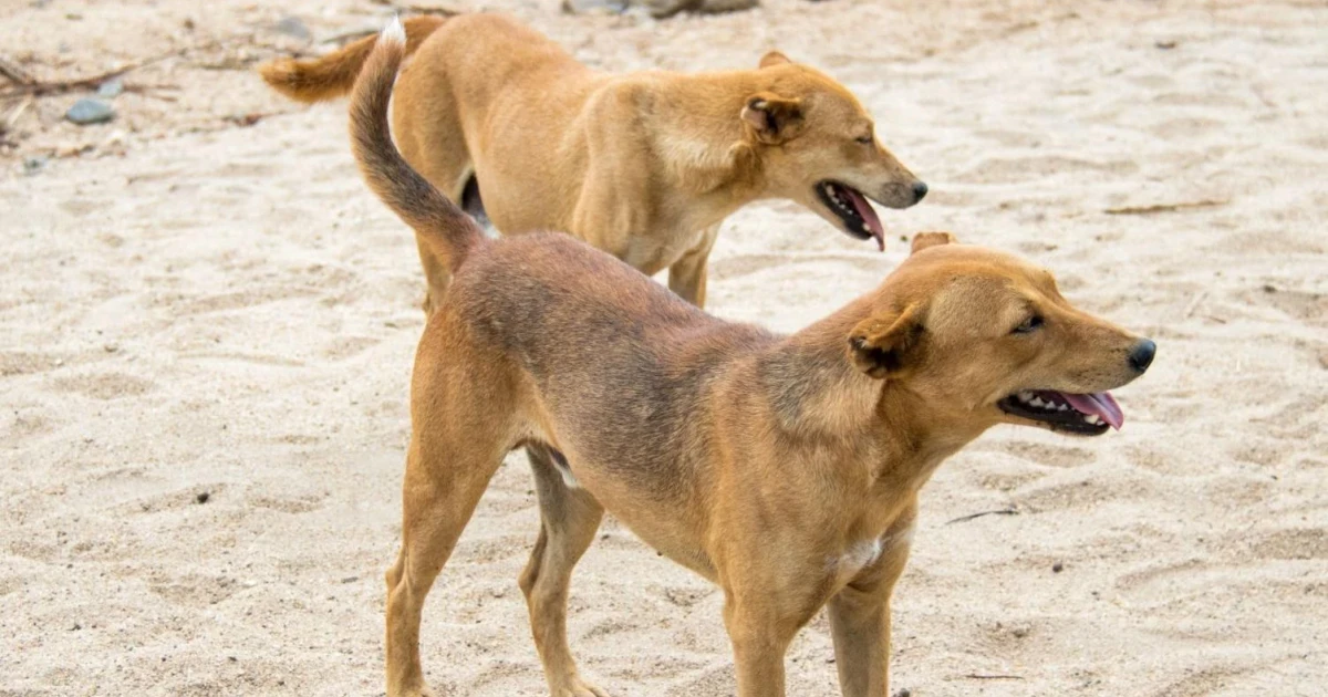 Ethiopian town residents say rabies fears forced mass dog killings