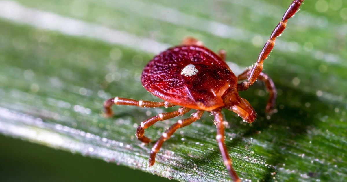 CDC study finds wider alpha-gal allergy risk in five states