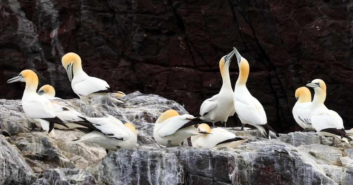 Bird flu could delay gannet recovery in Scotland and Wales until 2041