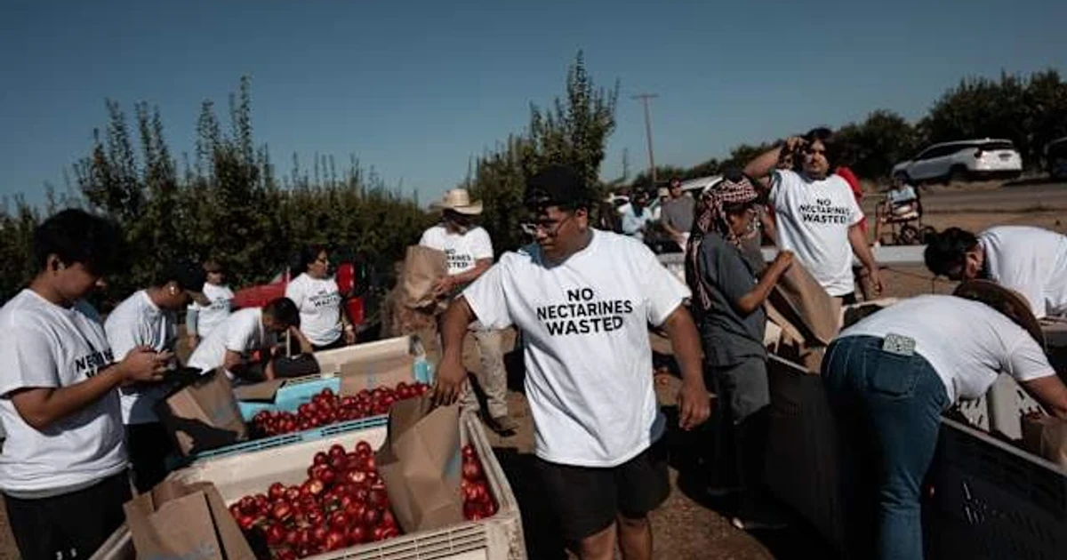 California farmer gives away nectarines amid dispute over selling rights