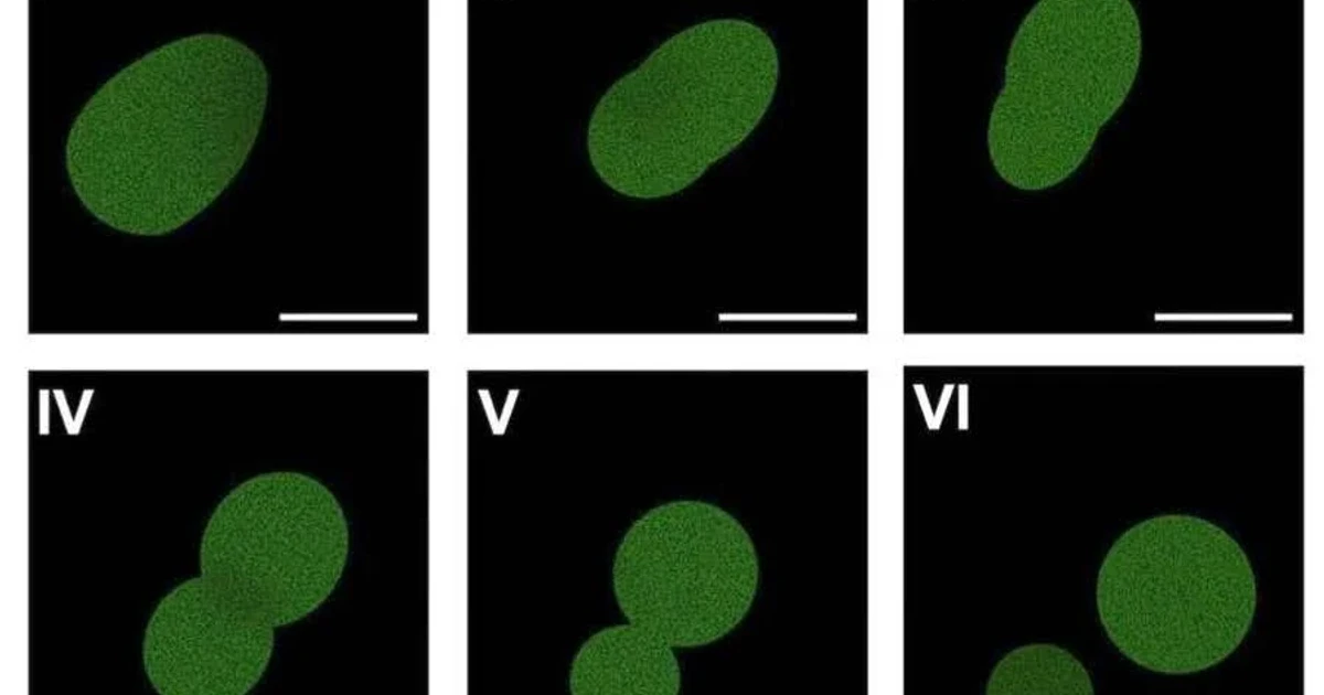 Scientists build first synthetic cell with a full life cycle
