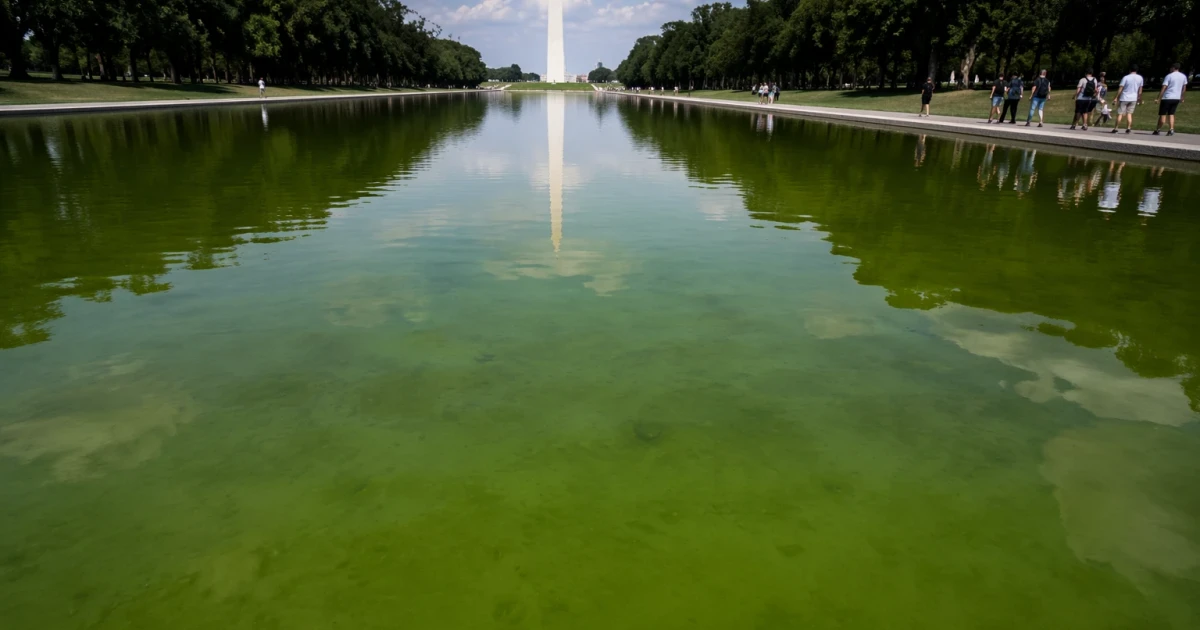 Reflecting Pool turns green with algae after Trump renovation
