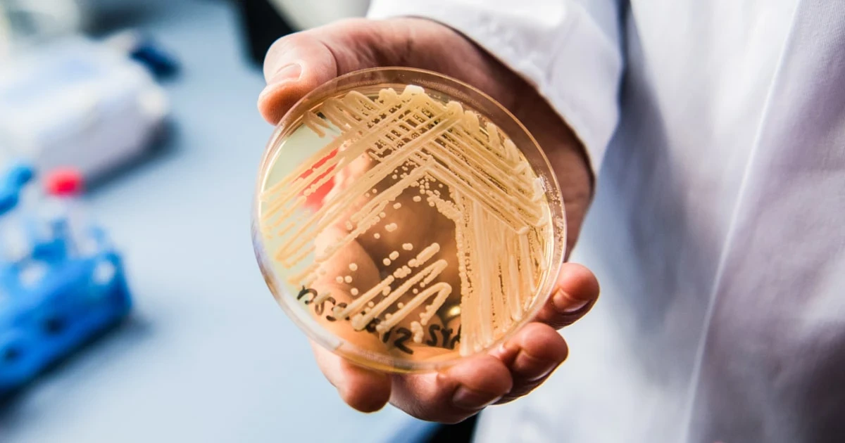 Candida auris cases rise in U.S. as drug-resistant fungus spreads