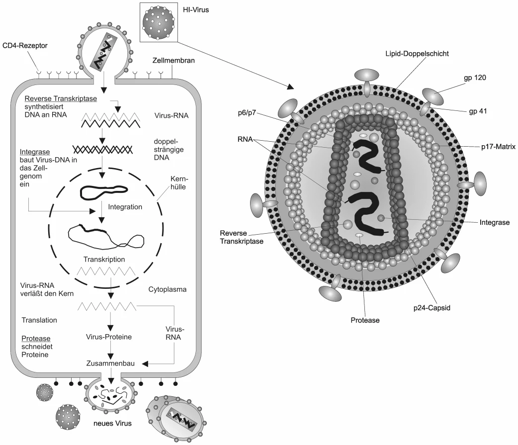 HIV-1 — Wikimedia Commons