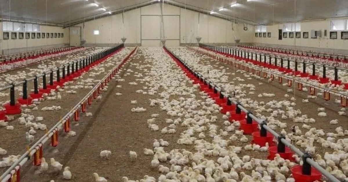 France heatwave kills hundreds of thousands of chickens