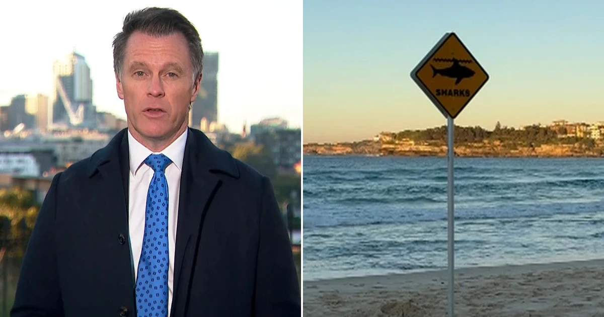 New South Wales expands shark drone surveillance after Coogee attack
