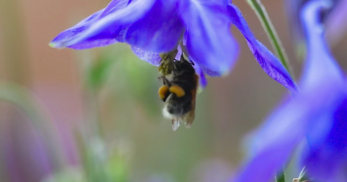 Bumblebees show emotion-like behavior in first study of insect feelings