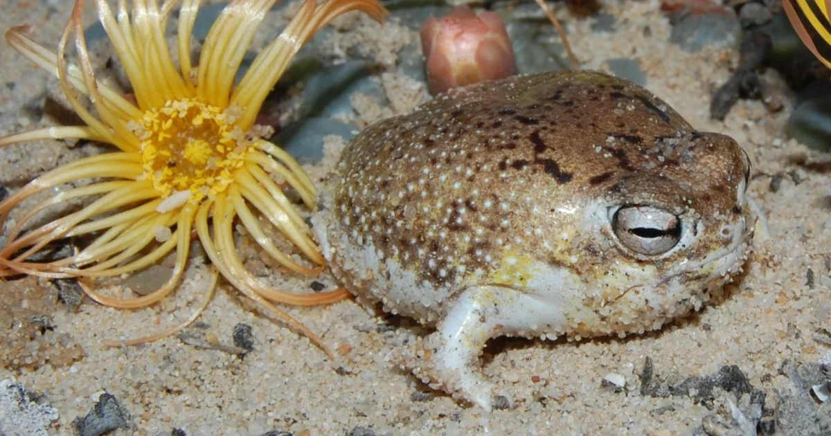 Viral desert rain frog added to global extinction risk list