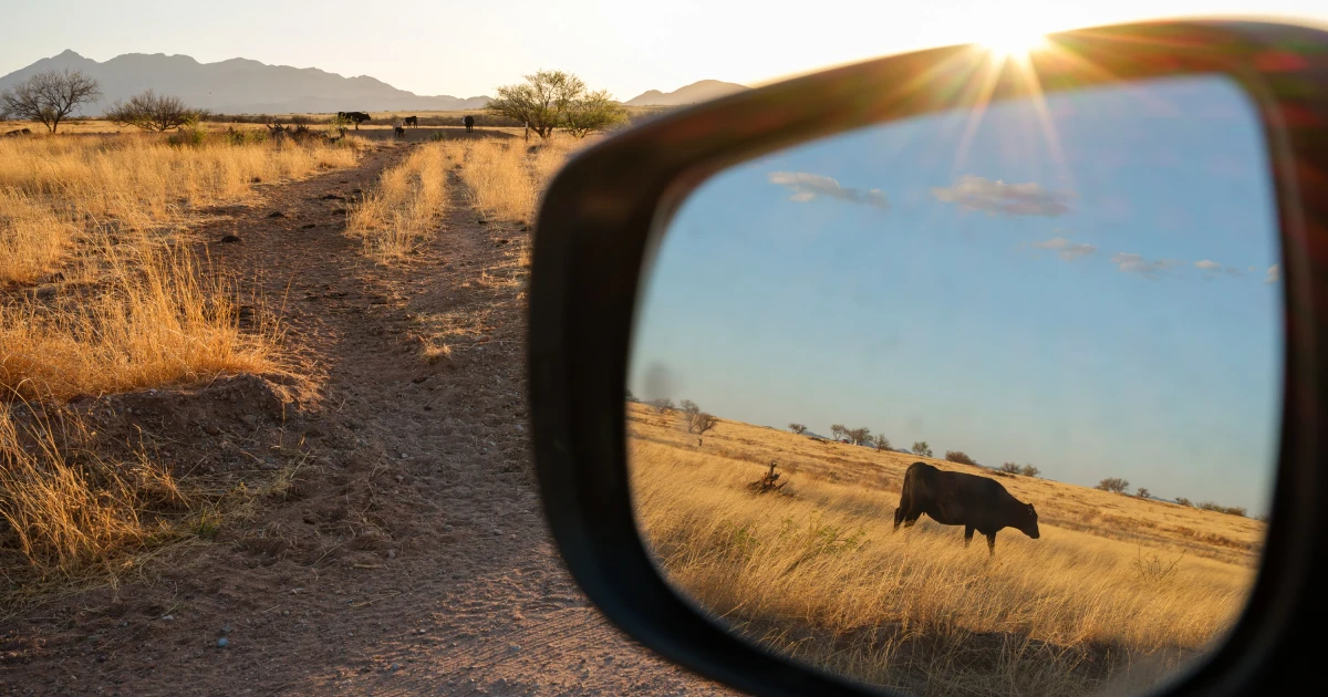 BLM rewrites grazing rules for first time since 1995