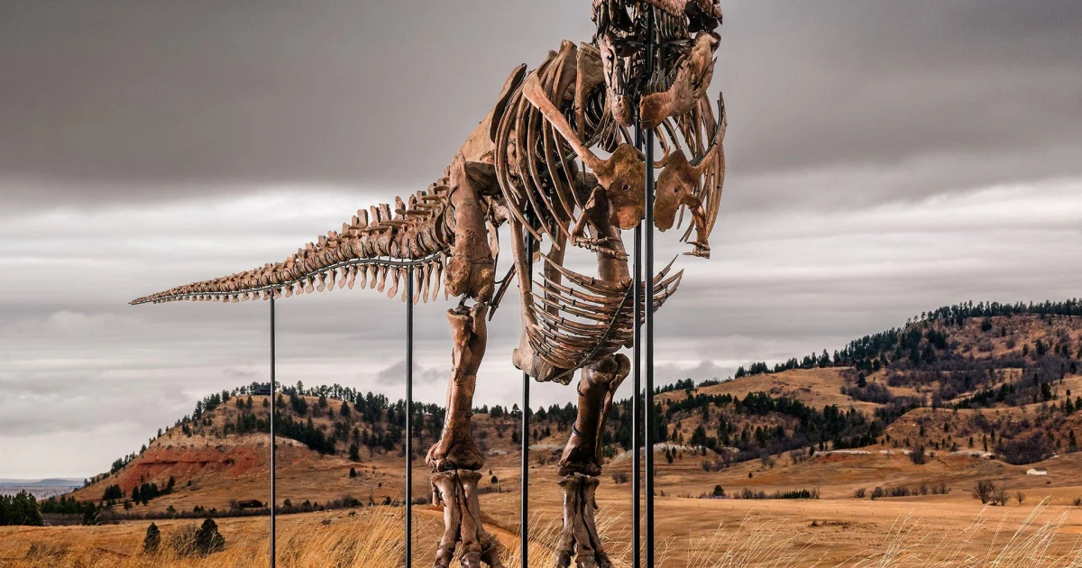 T. rex fossil Gus heads to auction in New York for up to $30 million