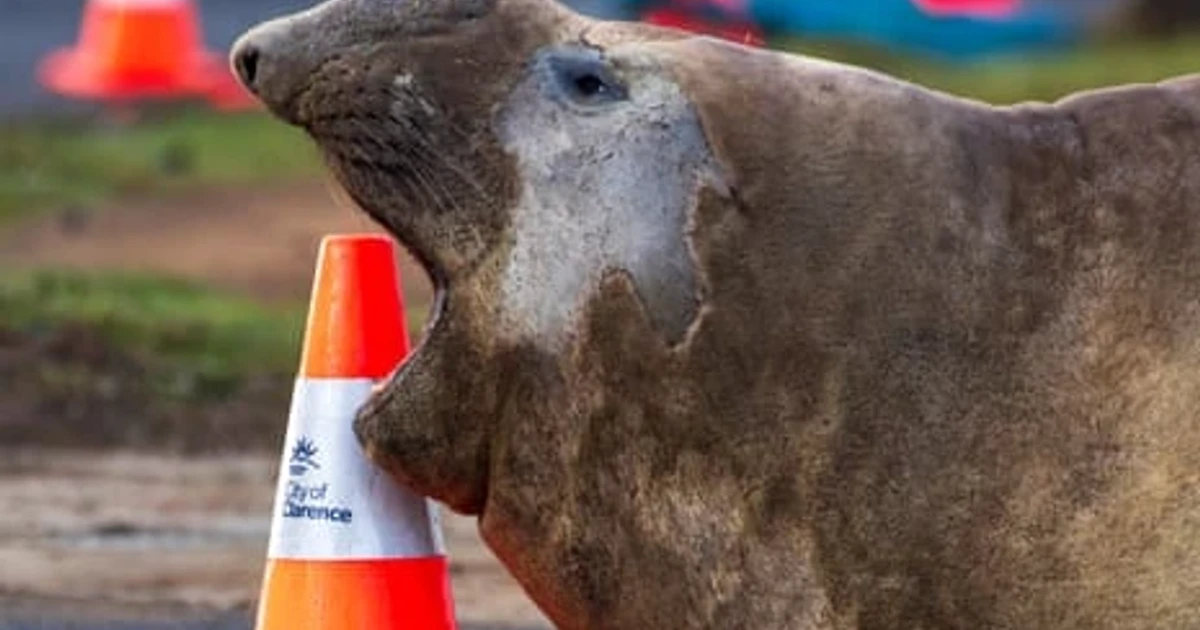 Tasmania’s internet-famous elephant seal draws crowds and strict warnings