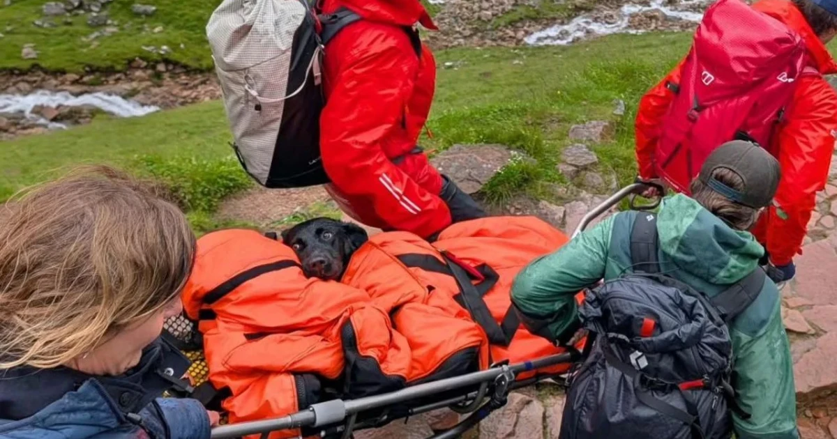 Black Labrador rescued from Ben Nevis after suspected cannabis exposure
