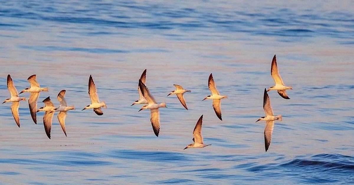 Cape May refuge protects migratory birds along New Jersey coast