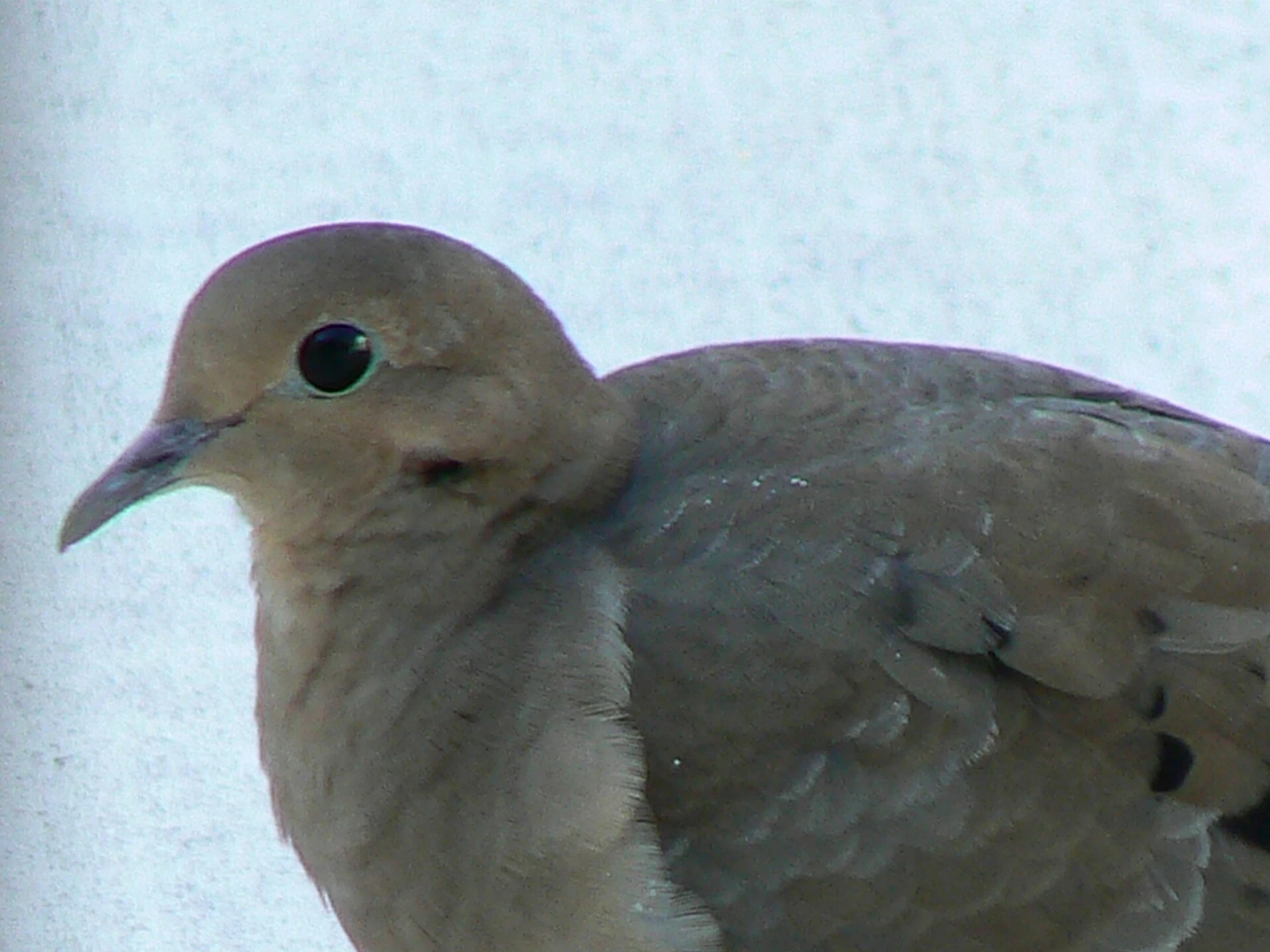 Cape May National Wildlife Refuge — Wikimedia Commons