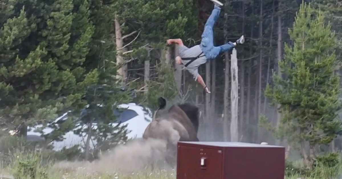 Bull bison tosses Yellowstone tourist 8 feet, attack caught on video
