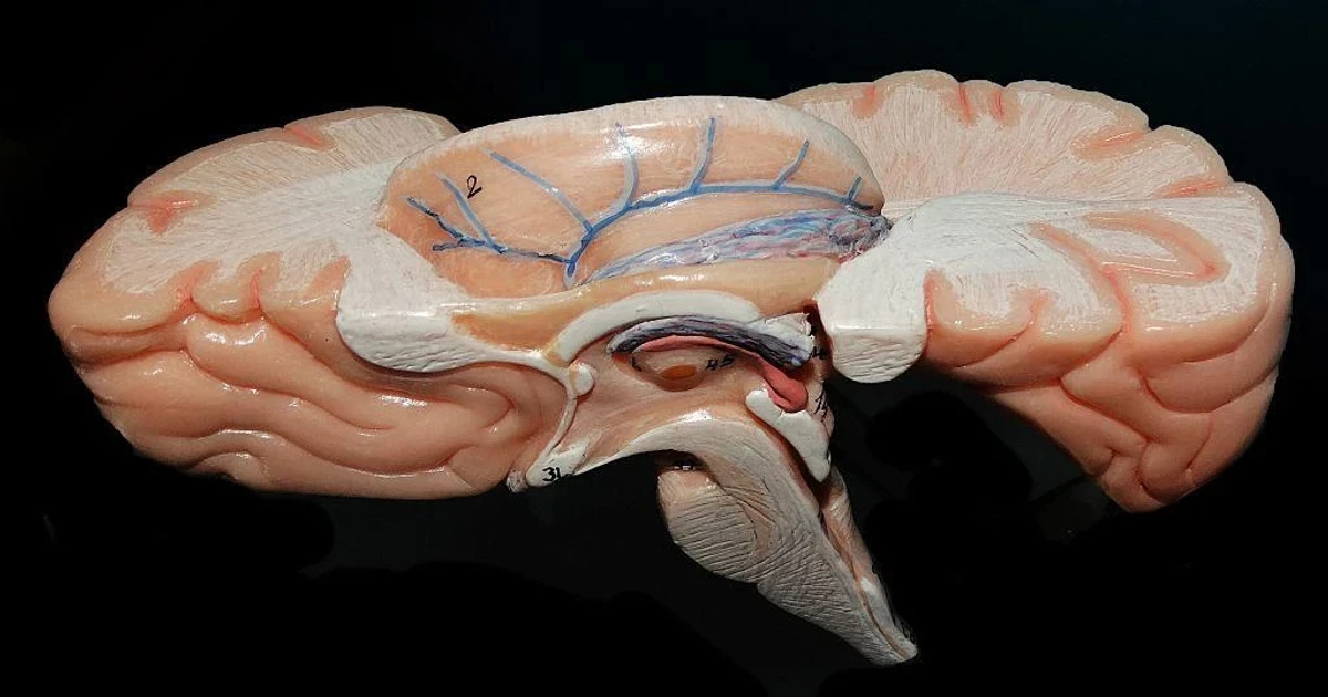 India unveils cell-resolution brainstem atlas to map hidden structures