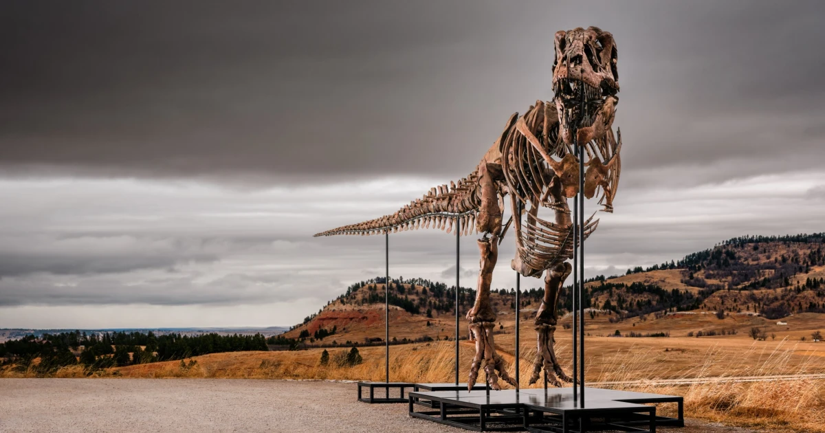 T. rex fossil Gus heads to auction with $30 million estimate
