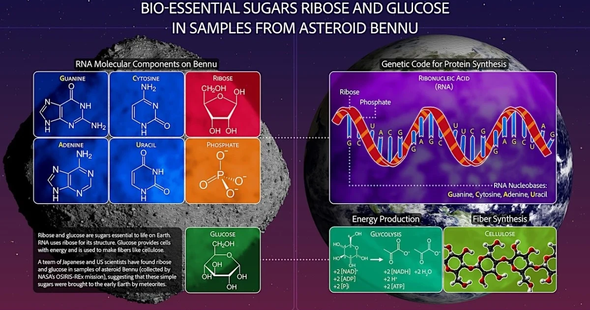 Bennu samples reveal all ingredients needed to build RNA