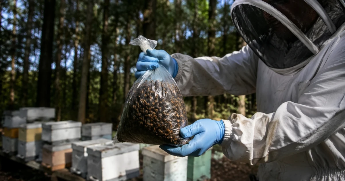 South Carolina races to stop invasive hornets threatening honey crops