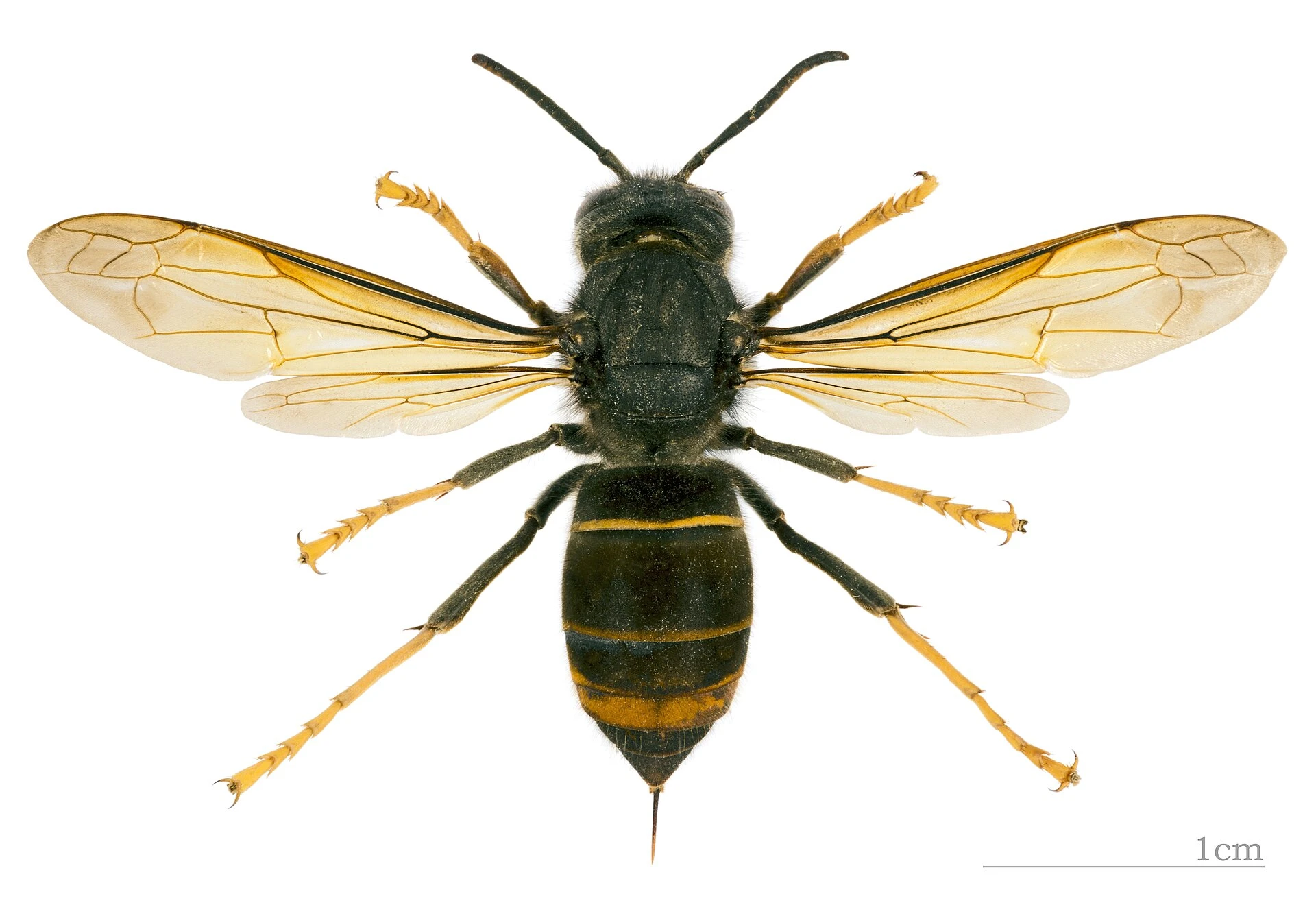 Vespa velutina — Wikimedia Commons