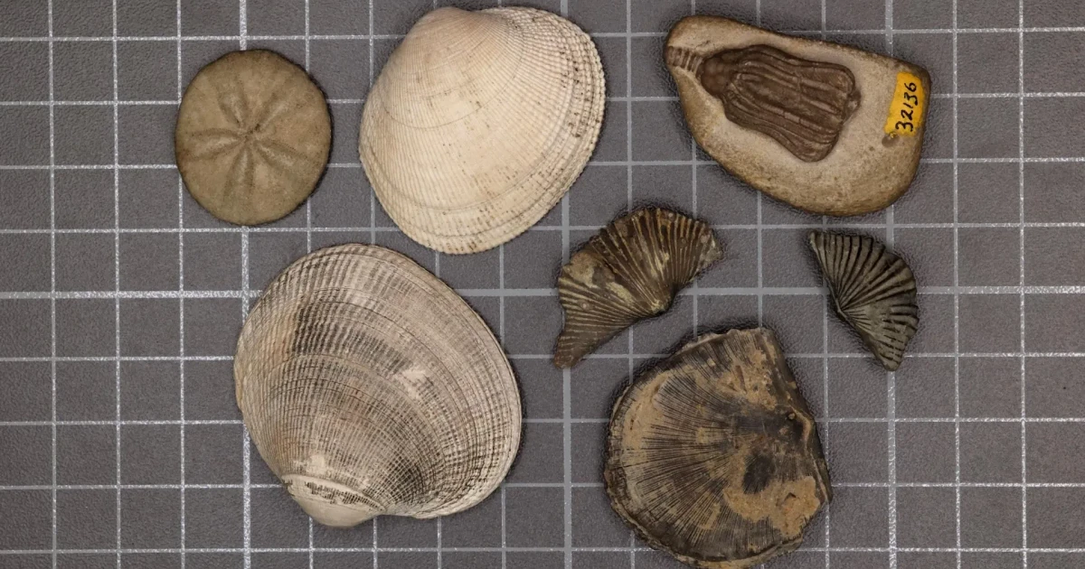 Stanford study links ancient mass extinction to modern seashells