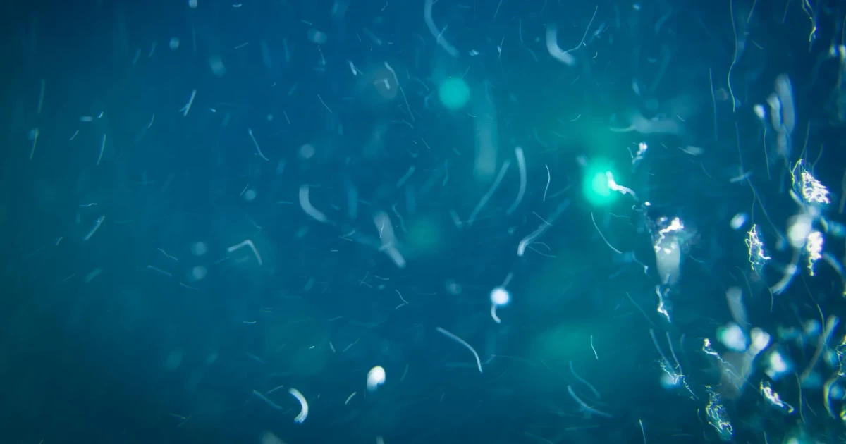 Deep ocean may get food from leaking marine snow, study finds